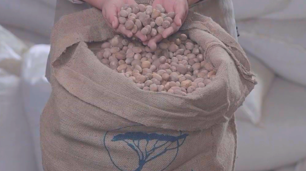 Indonesian nutmeg packed in Savanna’s jute bag for export