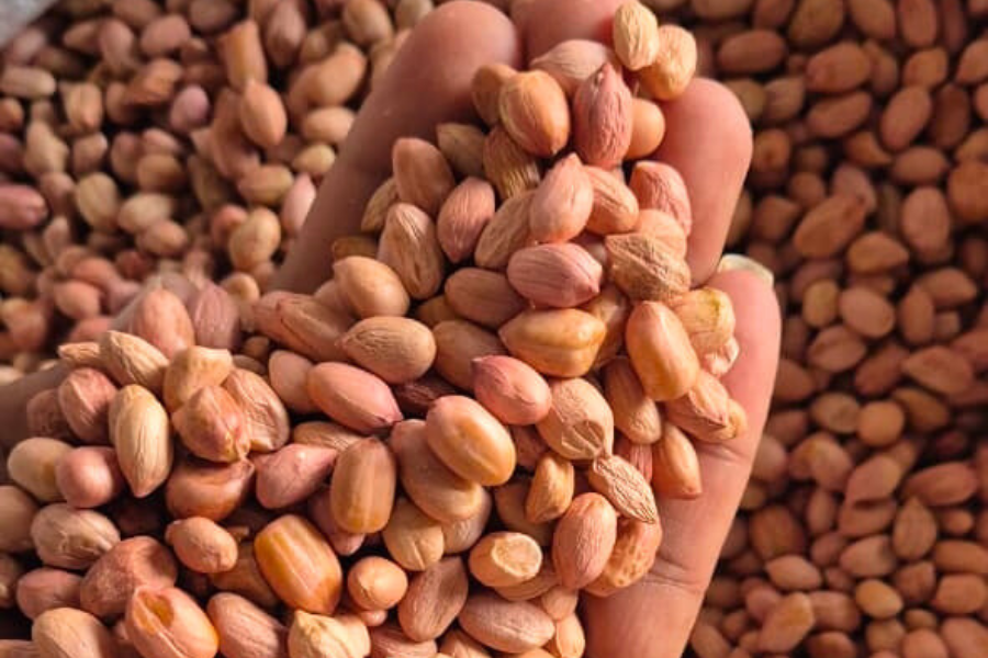 Kacang Tanah Savanna Lands 3