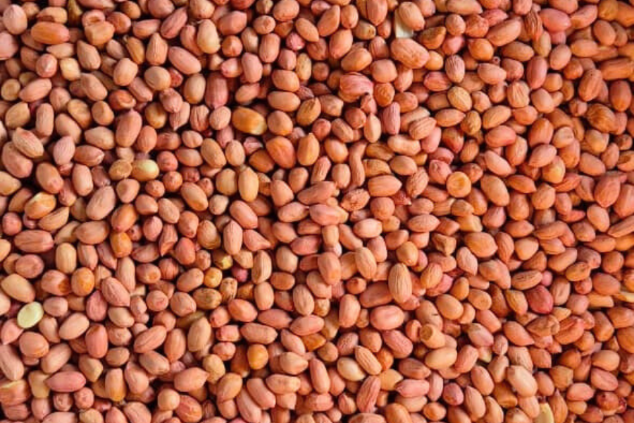 Kacang Tanah Savanna Lands 2