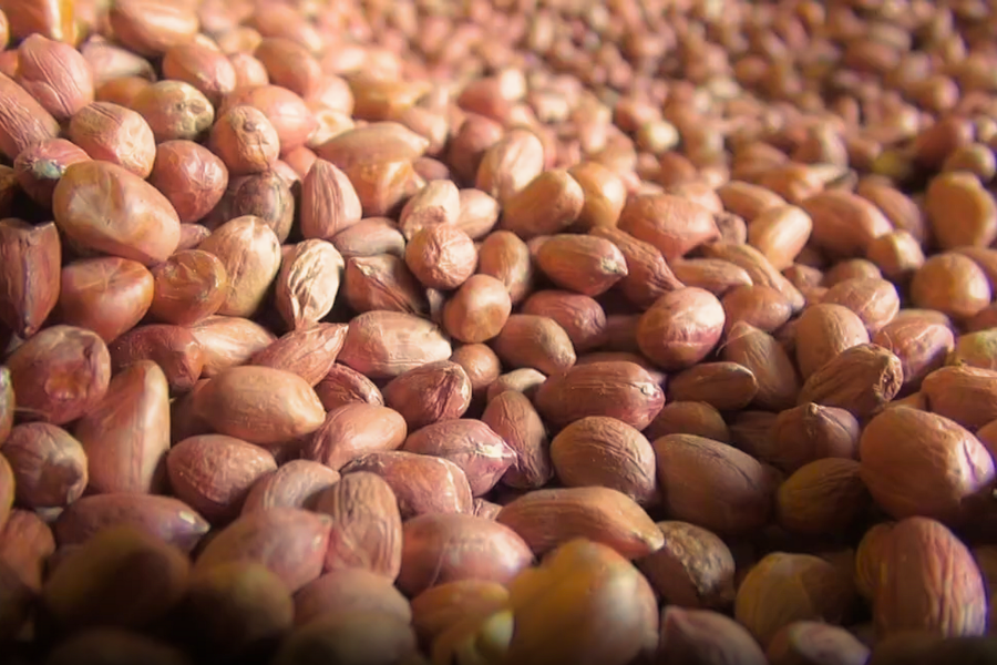 Kacang Tanah Savanna Lands 2