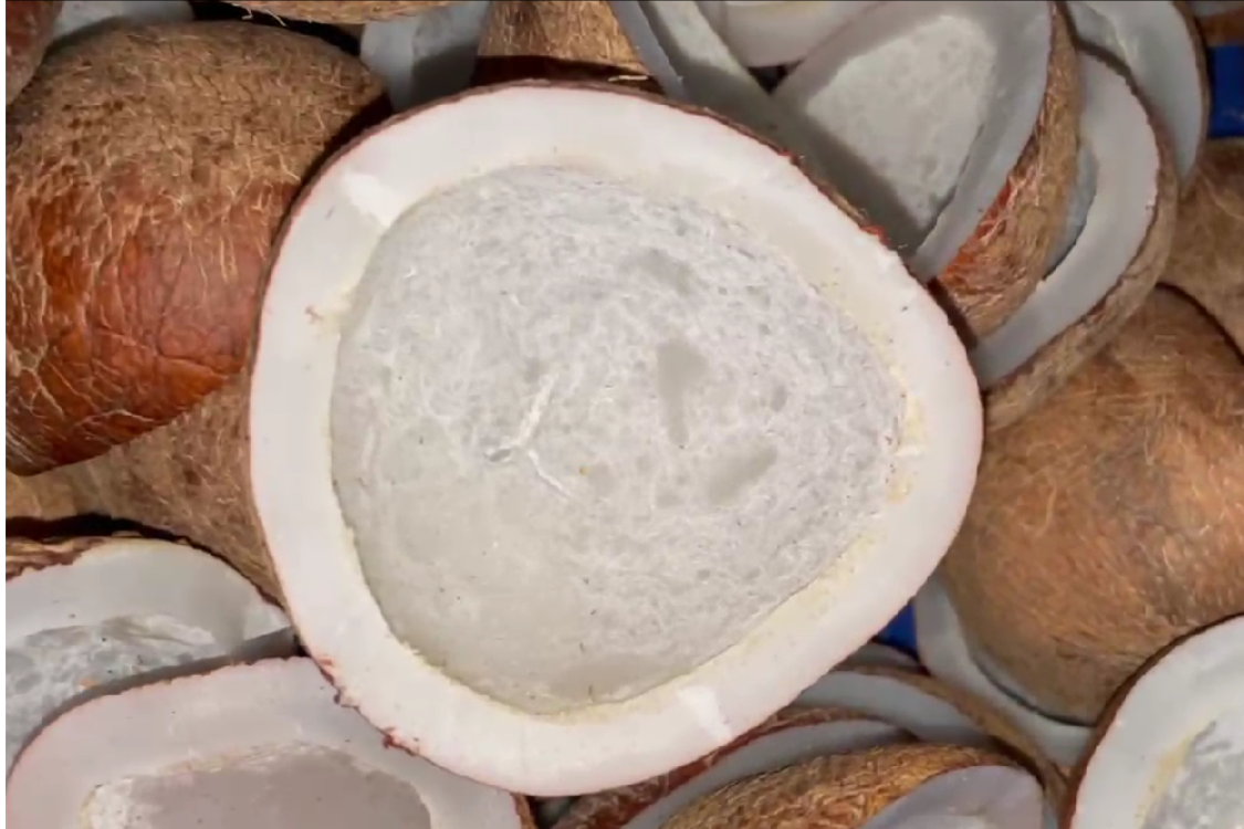 White Copra - Image 2