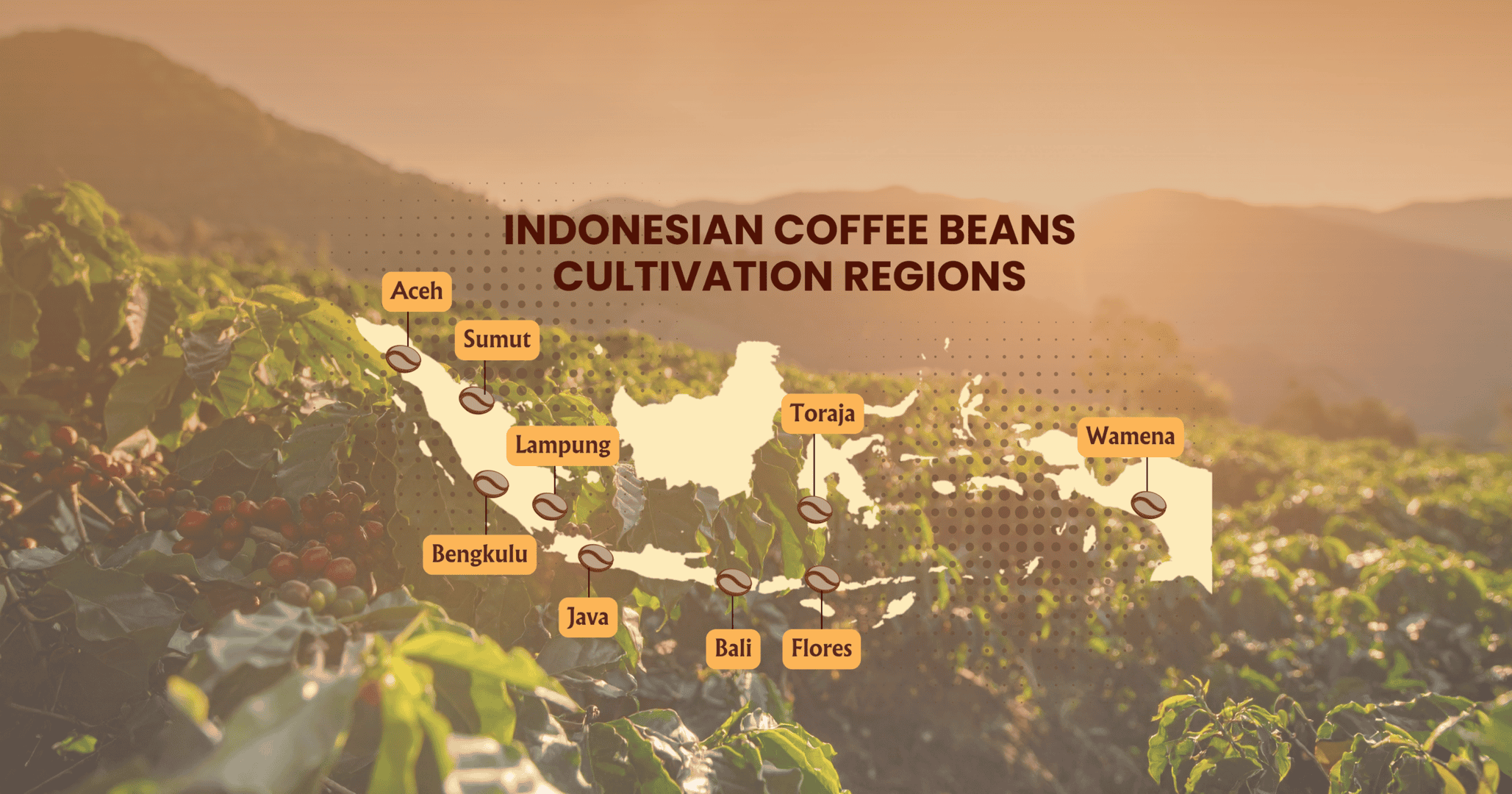 Indonesian Coffee Beans Cultivation Regions