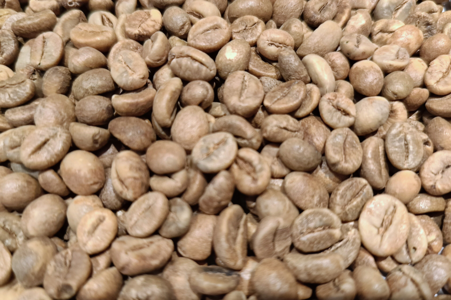 Robusta
